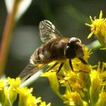 Biene auf Blüte