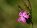 Blume in der Wahner Heide