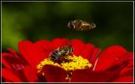 Planten un Bloomen