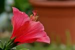 Hibiskusblüte im Abendlicht!