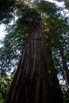 Redwood