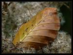 Nur ein Blatt