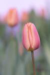 Tulpen 3