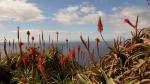 Blüten auf Madeira