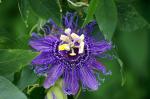 Passiflorahybride Inspiration