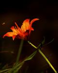 Feuer Blume