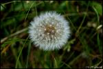 Pusteblume