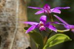 Orchidee am Amazonas