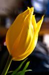 Tulpe