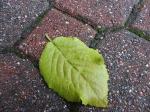 Blatt auf Terrasse