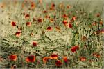 Mohn und Gerste II