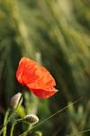 Mohn und Gerste III