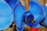 Blaue Orchidee