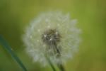 Pusteblume