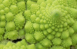 Romanesco Crop Zentrum f11 Stativ