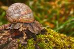 Weinbergschnecke