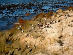 Pinguinkolonie in Bettys Bay