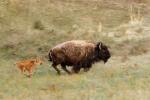 (160)	Ein junges Bison lernt das „Rennen“