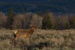 (118)	Einsamer Elk im Grand Teton