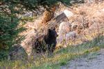 (159) Black Bear im Lamar Valley