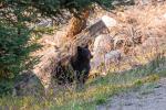 (159)	Black Bear im Lamar Valley