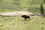 (169)	Bison im vollen „Galopp“