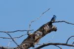 (171)	Mountain Bluebird im Yellowstone