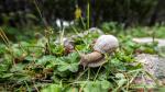 Schnecke mit 14mm ;-)