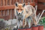 Fuchs im Garten