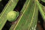 Schnecke in Monteverde