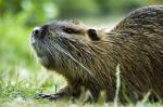 Nutria