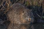 Nutria 1