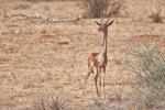 Gerenuk