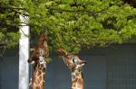 Giraffe streckt Zunge raus