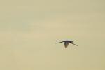 Storch