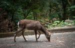 Tierwelt Yakushima