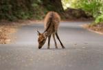 Tierwelt Yakushima