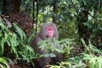 Tierwelt Yakushima