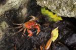 Tierwelt Yakushima