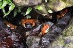 Tierwelt Yakushima