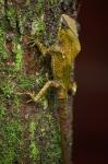 Corytophanes cristatus in Namuwoki