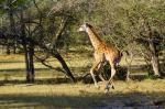 Nyerere Nationalpark