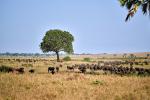 Büffel en masse in Kidepo