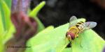 Schwebfliege auf einem Blatt