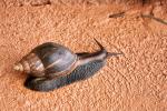 Achatschnecke