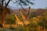 Giraffen im Sonnenuntergang