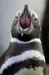 Pinguin