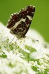 Schmetterling