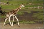 Kleine Giraffe