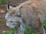 Luchs mit A77